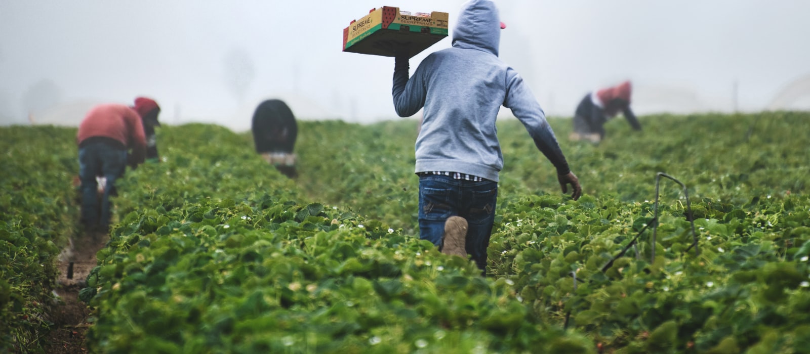 Cotton plant in a field - organic cotton farming